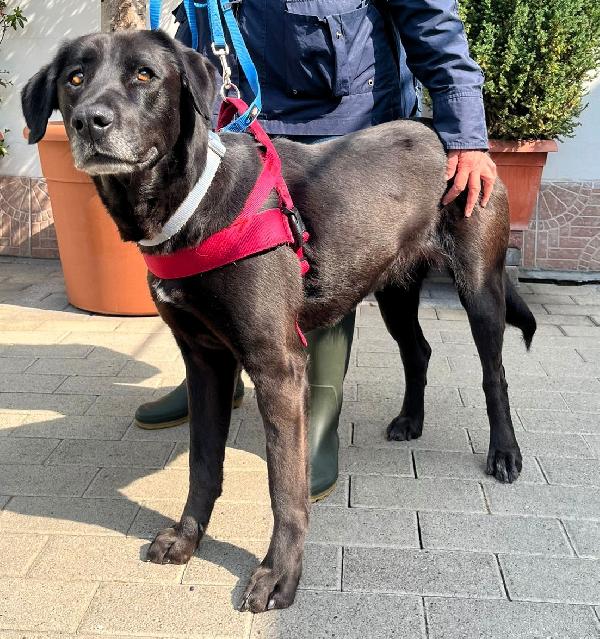 ELIJA  LABRADOR Foto 4